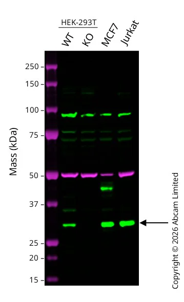 Western blot - Anti-PSME1 antibody [EPR10967(B)] (AB155091)