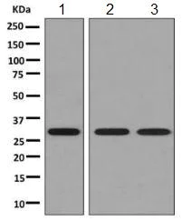 Western blot - Anti-PSME1 antibody [EPR10968(B)] - BSA and Azide free (AB249230)