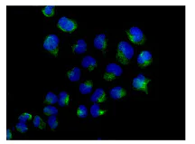 Immunocytochemistry/ Immunofluorescence - Anti-PSME2 antibody [EPR14931] (AB183727)