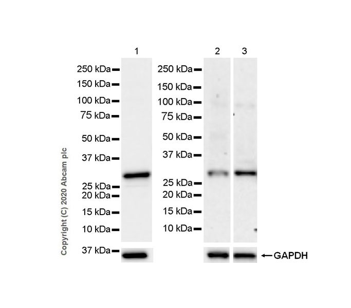 Western blot - Anti-PSME2 antibody [EPR14931] (AB183727)