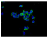 Immunocytochemistry/ Immunofluorescence - Anti-PSME2 antibody [EPR14931] - BSA and Azide free (AB250700)