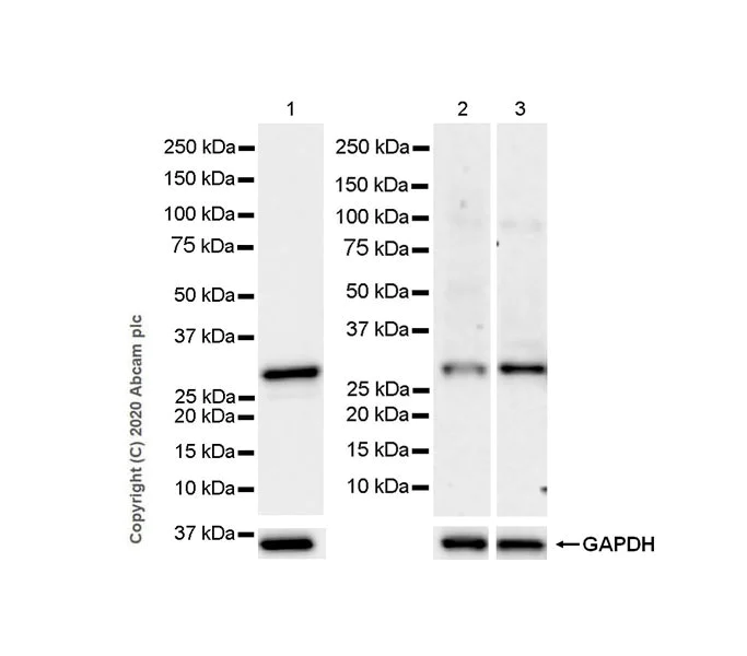 Western blot - Anti-PSME2 antibody [EPR14931] - BSA and Azide free (AB250700)
