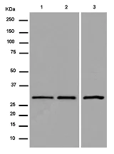 Western blot - Anti-PSME2 antibody [EPR14931] - BSA and Azide free (AB250700)