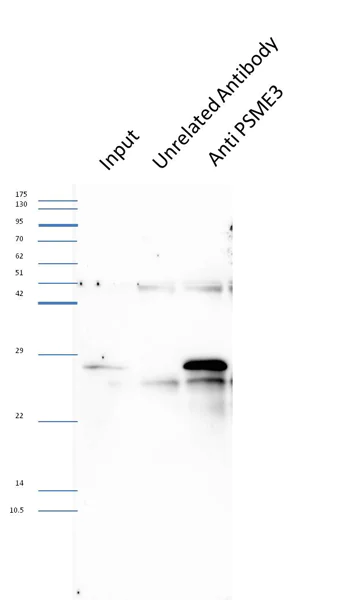 Immunoprecipitation - Anti-PSME3 antibody (AB157157)