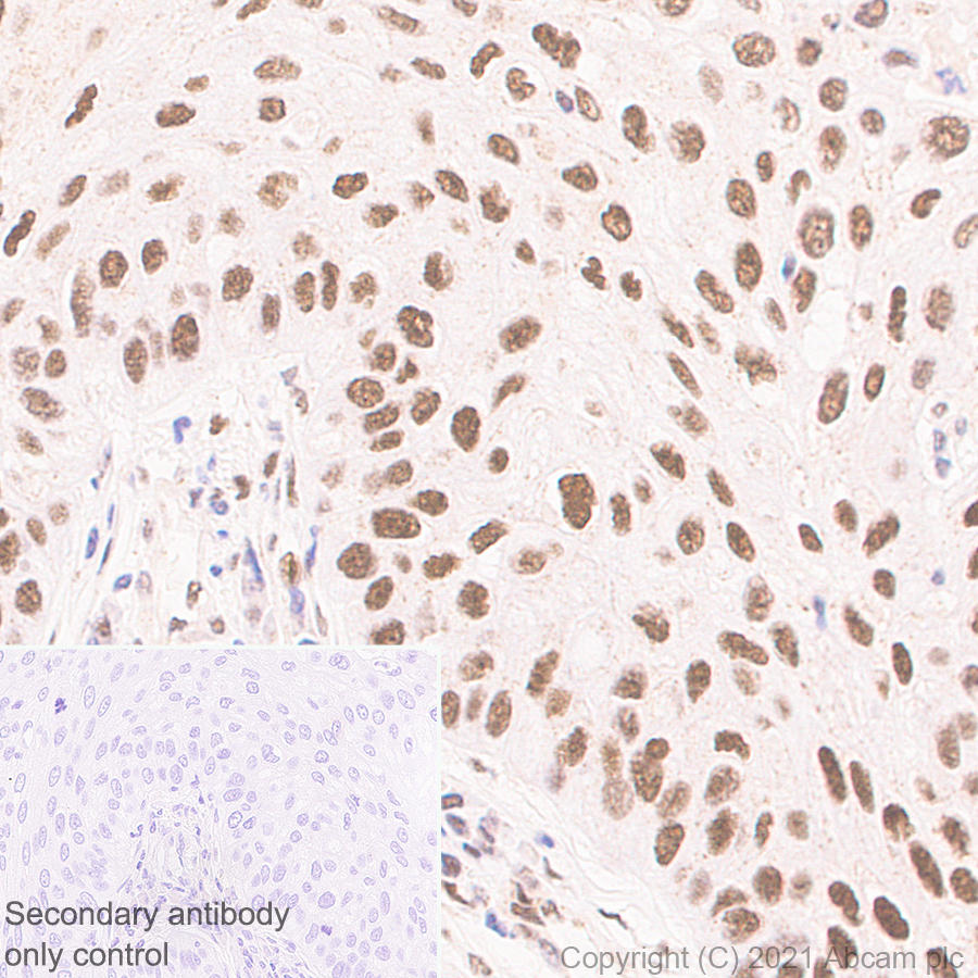 Immunohistochemistry (Formalin/PFA-fixed paraffin-embedded sections) - Anti-PSME3 antibody [EPR24504-11] (AB282576), expandable thumbnail