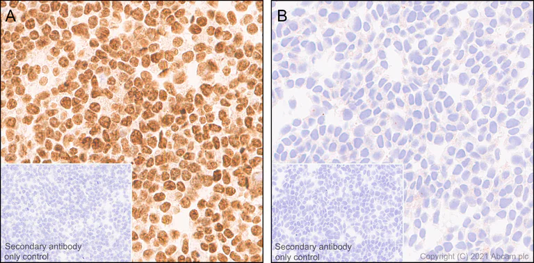 Immunohistochemistry (Formalin/PFA-fixed paraffin-embedded sections) - Anti-PSME3 antibody [EPR24504-11] - BSA and Azide free (AB282600)