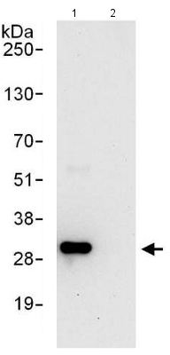 Immunoprecipitation - Anti-PSMF1 antibody (AB140497)