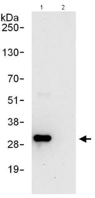 Immunoprecipitation - Anti-PSMF1 antibody (AB140497)