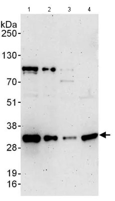 Western blot - Anti-PSMF1 antibody (AB140497)