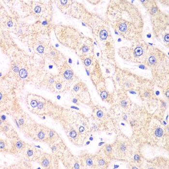 Immunohistochemistry (Formalin/PFA-fixed paraffin-embedded sections) - Anti-PSMF1 antibody (AB187200), expandable thumbnail