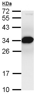 Western blot - Anti-PSMF1 antibody (AB96845), expandable thumbnail