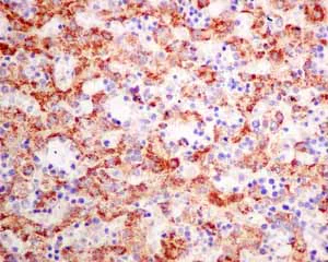 Immunohistochemistry (Formalin/PFA-fixed paraffin-embedded sections) - Anti-PSMG1 antibody [EPR10223] (AB167396)