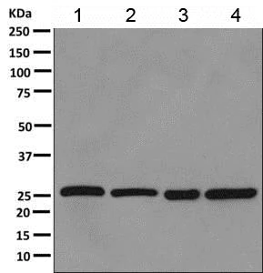 Western blot - Anti-PSMG1 antibody [EPR10223] (AB167396)