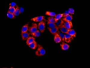 Immunocytochemistry/ Immunofluorescence - Anti-PSMG1 antibody [EPR10223] - BSA and Azide free (AB249415)