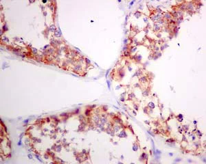 Immunohistochemistry (Formalin/PFA-fixed paraffin-embedded sections) - Anti-PSMG1 antibody [EPR10223] - BSA and Azide free (AB249415)