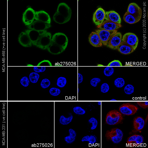 Immunocytochemistry/ Immunofluorescence - Anti-Psoriasin antibody [EPR23482-38] - BSA and Azide free (AB275040), expandable thumbnail