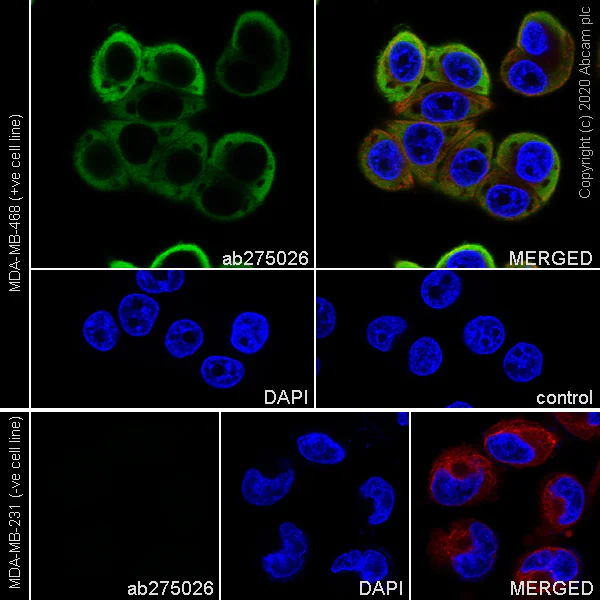 Immunocytochemistry/ Immunofluorescence - Anti-Psoriasin antibody [EPR23482-38] - BSA and Azide free (AB275040)