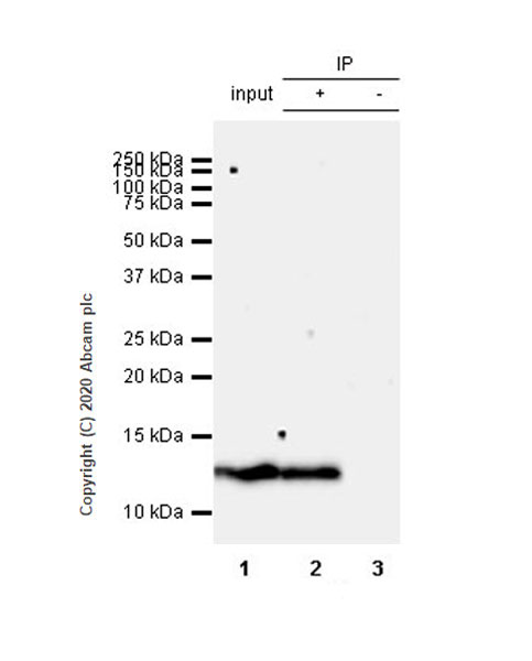 Immunoprecipitation - Anti-Psoriasin antibody [EPR23482-38] - BSA and Azide free (AB275040), expandable thumbnail