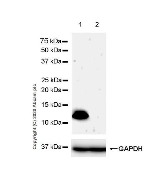 Western blot - Anti-Psoriasin antibody [EPR23482-38] - BSA and Azide free (ab275040), expandable thumbnail