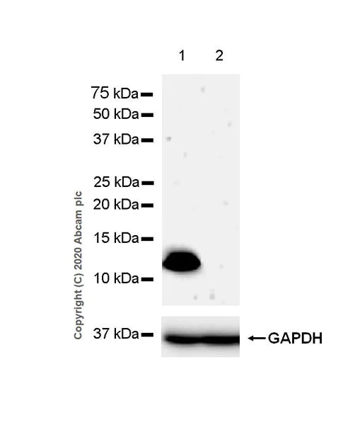 Western blot - Anti-Psoriasin antibody [EPR23482-38] - BSA and Azide free (AB275040)