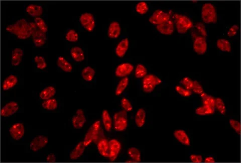 Immunocytochemistry/ Immunofluorescence - Anti-PSPC1 antibody [1L4] - C-terminal (AB214012)