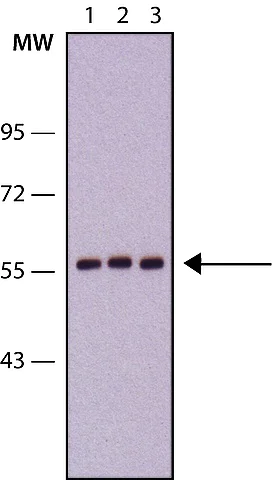 Western blot - Anti-PSPC1 antibody [1L4] - C-terminal (AB214012)