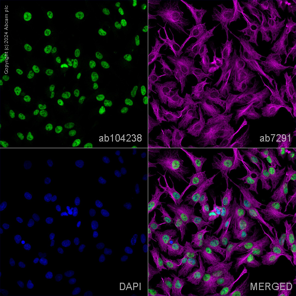 Immunocytochemistry/ Immunofluorescence - Anti-PSPC1 antibody (AB104238)