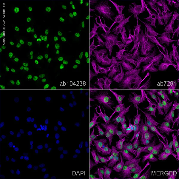 Immunocytochemistry/ Immunofluorescence - Anti-PSPC1 antibody (AB104238)