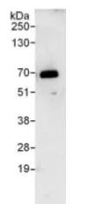 Immunoprecipitation - Anti-PSPC1 antibody (AB115184)