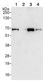 Western blot - Anti-PSPC1 antibody (AB115184)