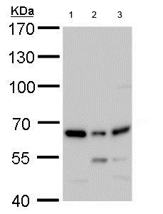 Western blot - Anti-PSPC1 antibody (AB184123), expandable thumbnail