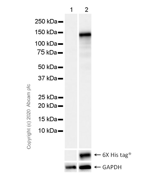 Western blot - Anti-PspCas13b antibody [12F2-A10] (AB273440)
