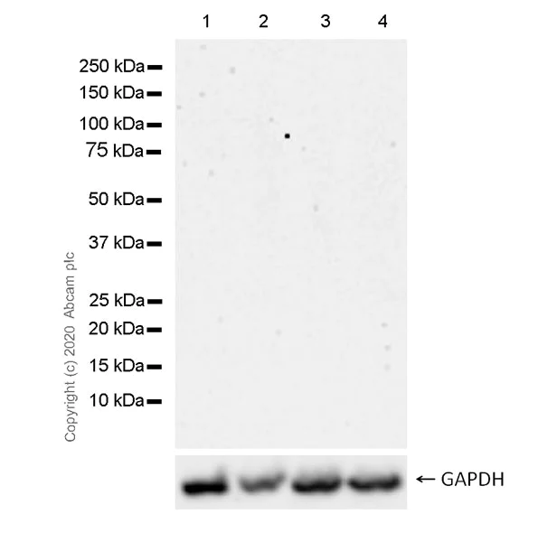 Western blot - Anti-PspCas13b antibody [12F2-A10] - BSA and Azide free (AB273463)