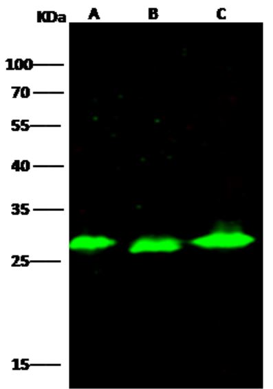Western blot - Anti-PSPH antibody [001] - BSA and Azide free (AB276045), expandable thumbnail