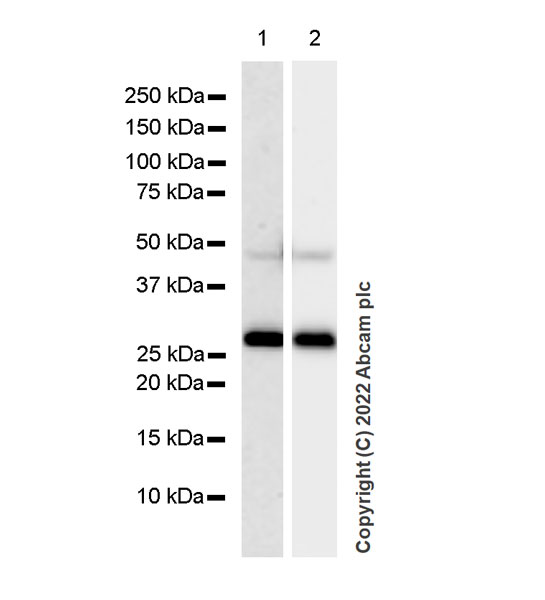 Western blot - Anti-PSPH antibody [EPR26995-88A] (AB306577), expandable thumbnail