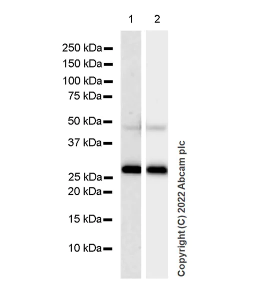 Western blot - Anti-PSPH antibody [EPR26995-88A] (AB306577)