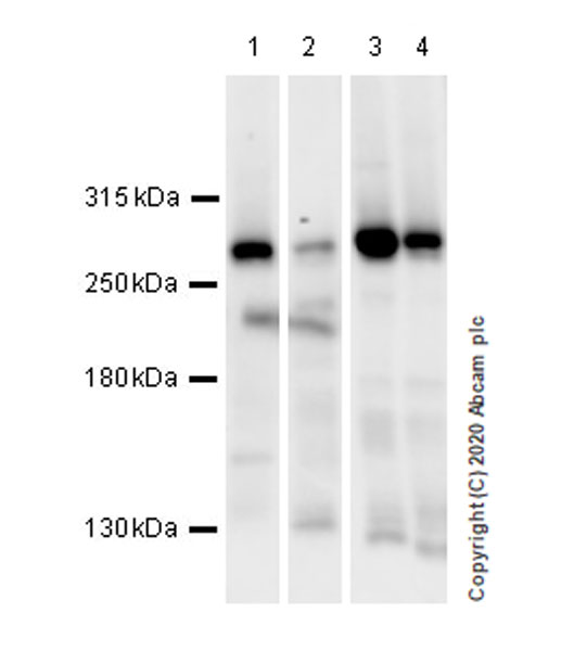 Western blot - Anti-PSRC2 antibody [EPR20913-32] (AB236629)