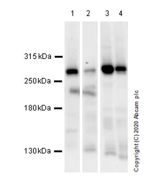Western blot - Anti-PSRC2 antibody [EPR20913-32] (AB236629)