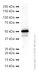 Western blot - Anti-PSS-2 antibody [EPR14663] - C-terminal (AB183504)