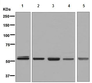 Western blot - Anti-PTBP1 antibody [EPR9048(B)] (AB133734)