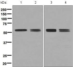 Western blot - Anti-PTBP1 antibody [EPR9049(B)] (AB134950)