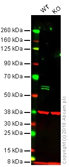 Western blot - Anti-PTBP1 antibody [EPR9049(B)] - BSA and Azide free (AB248749)