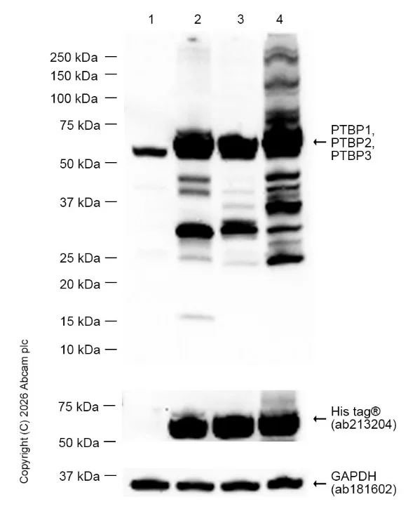 Western blot - Anti-PTBP1 + PTBP2 + PTBP3 antibody [EPR9890] - BSA and Azide free (AB249098)