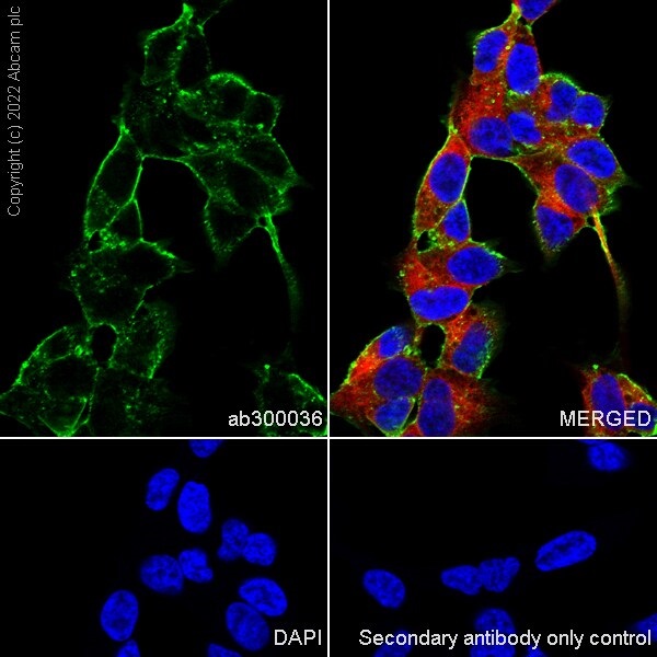 Immunocytochemistry/ Immunofluorescence - Anti-PTCH2 antibody [EPR26073-39] (AB300036)