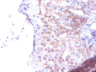 Immunohistochemistry (Formalin/PFA-fixed paraffin-embedded sections) - Anti-PTDSS1 antibody (AB237019)