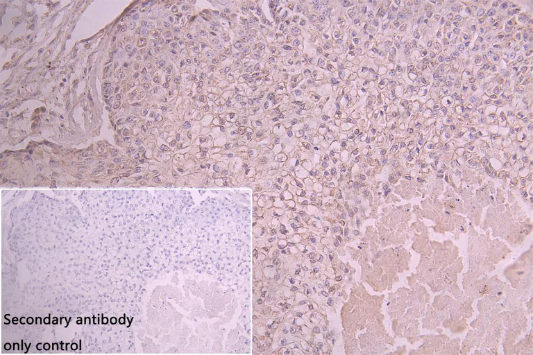 Immunohistochemistry (Formalin/PFA-fixed paraffin-embedded sections) - Anti-PTDSS1 antibody (AB237019)