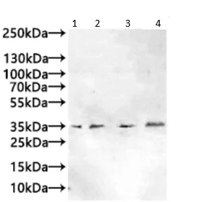 Western blot - Anti-PTDSS1 antibody (AB237019)