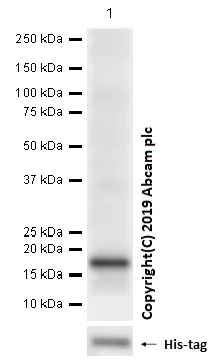 Western blot - Anti-PTDSS1 antibody [EPR8118(2)] (AB157222)