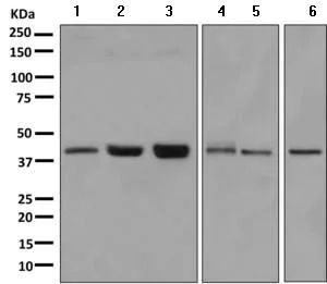 Western blot - Anti-PTDSS1 antibody [EPR8118(2)] - BSA and Azide free (AB249322)