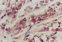 Immunohistochemistry (Frozen sections) - Anti-PTEN antibody [A2b1] (AB79156)
